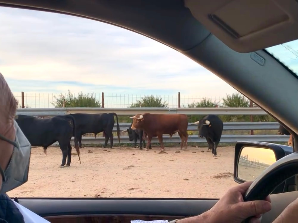 Driving with the San Fermin bulls, Navarra, Spain